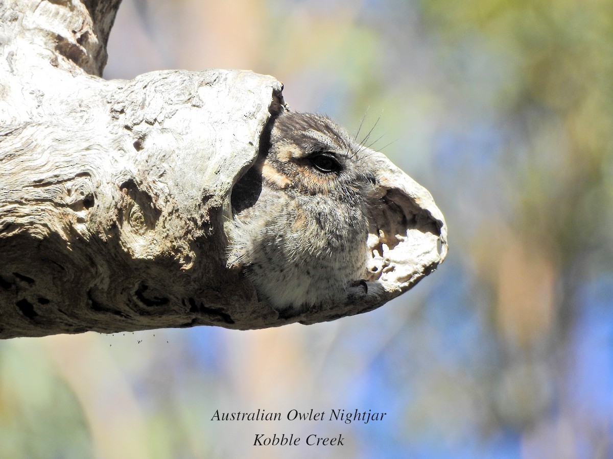 Australian Owlet-nightjar - ML621766535