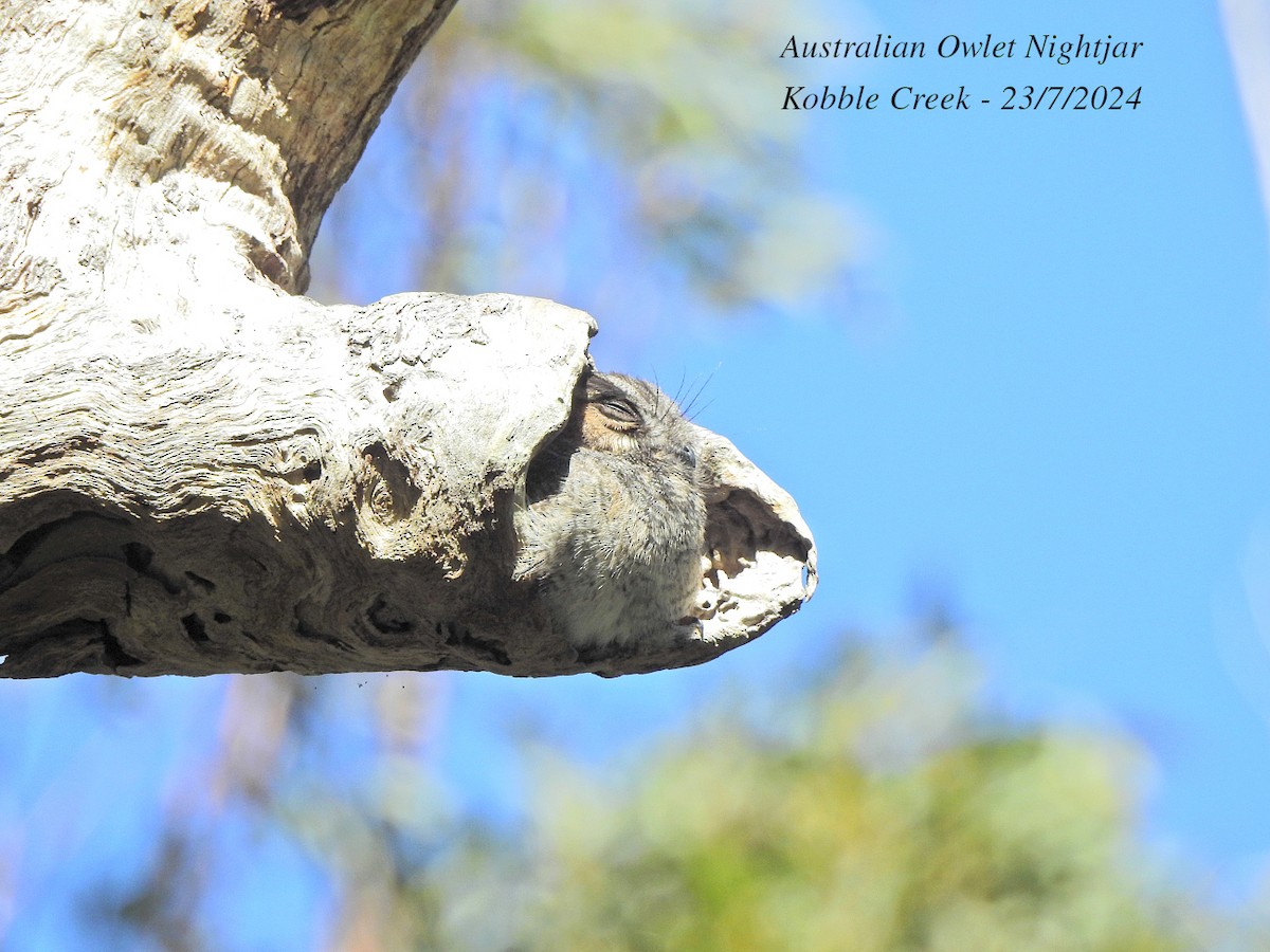 Australian Owlet-nightjar - ML621766536