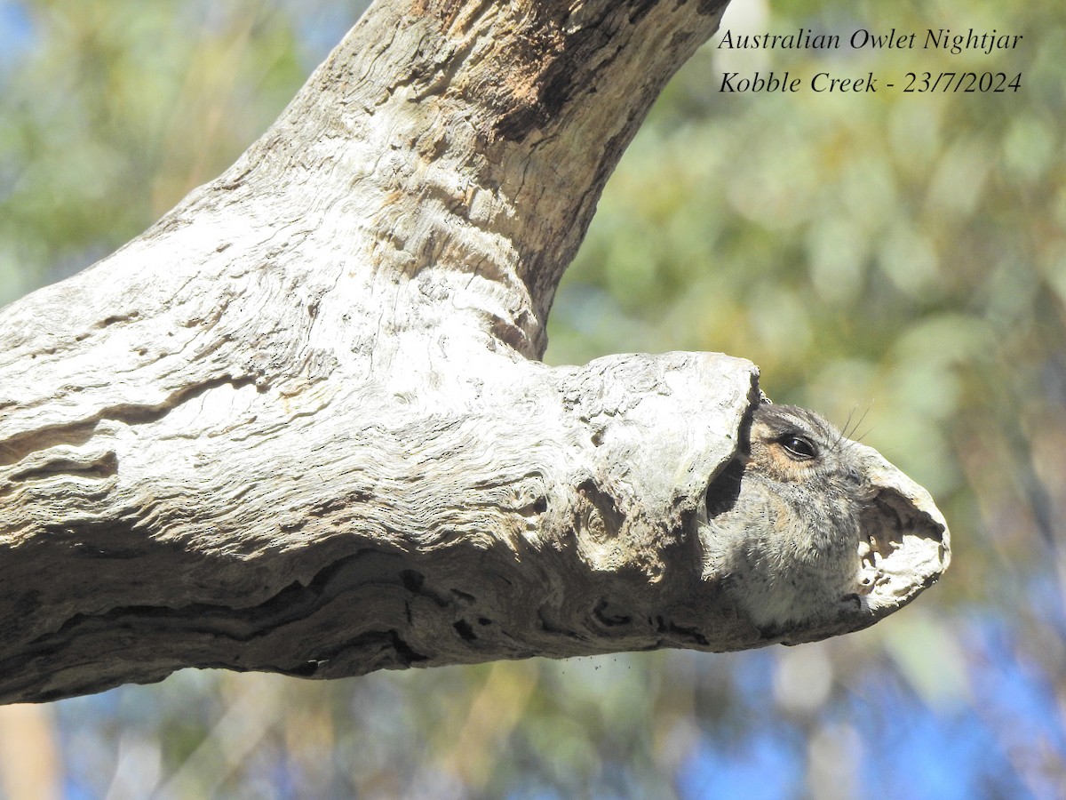 Australian Owlet-nightjar - ML621766537
