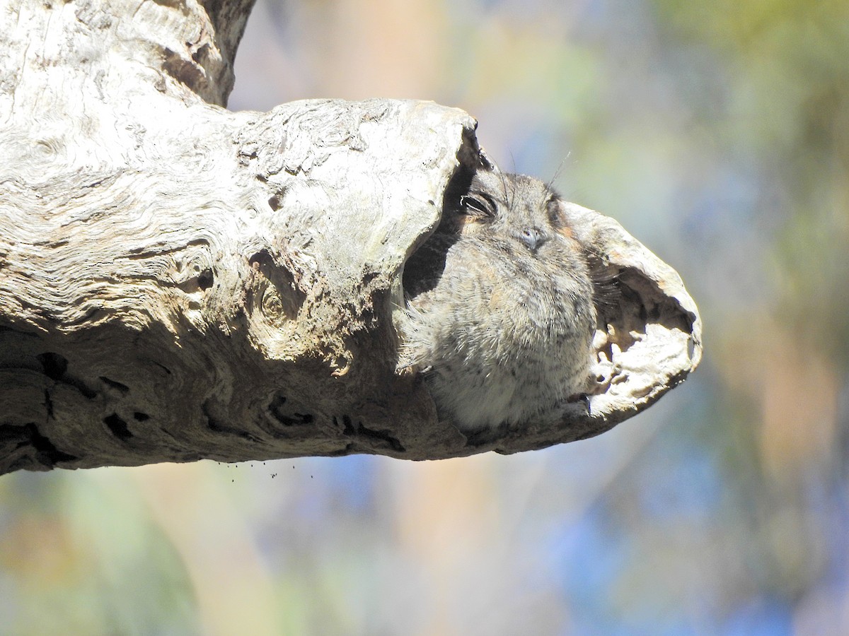 Australian Owlet-nightjar - ML621766538