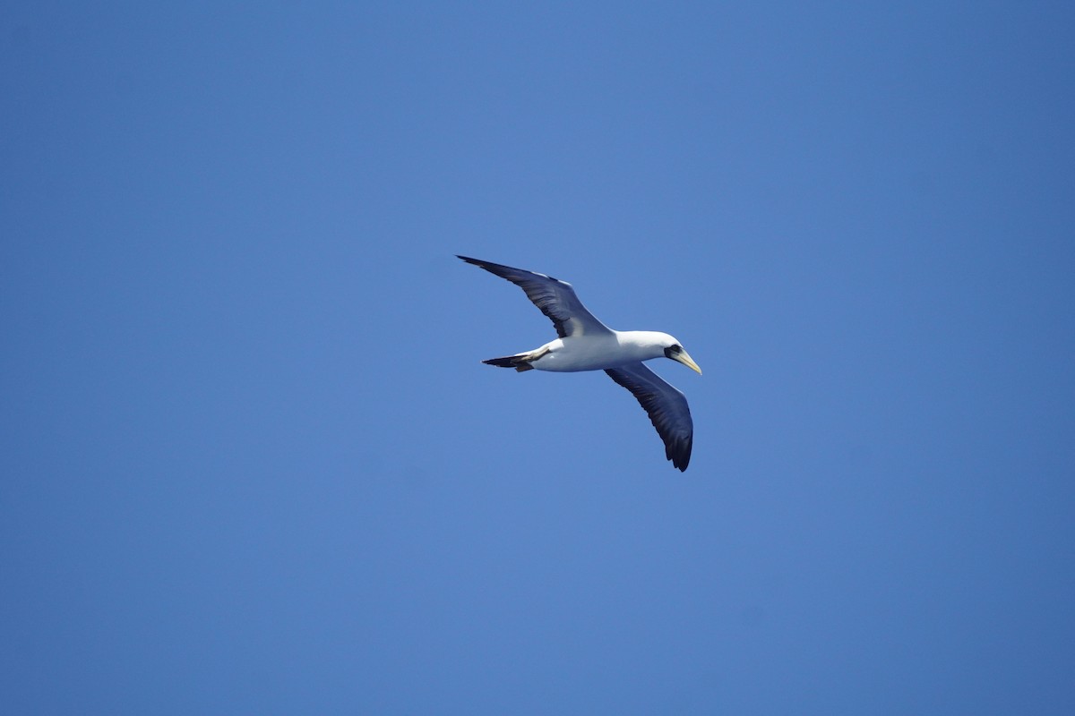 Masked Booby - ML621766576
