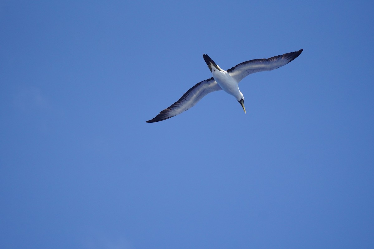Masked Booby - ML621766579