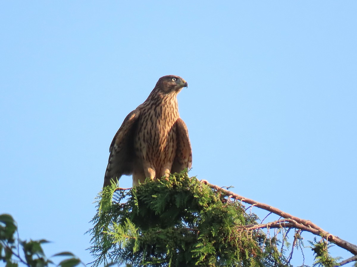 Eurasian Goshawk - ML621766633