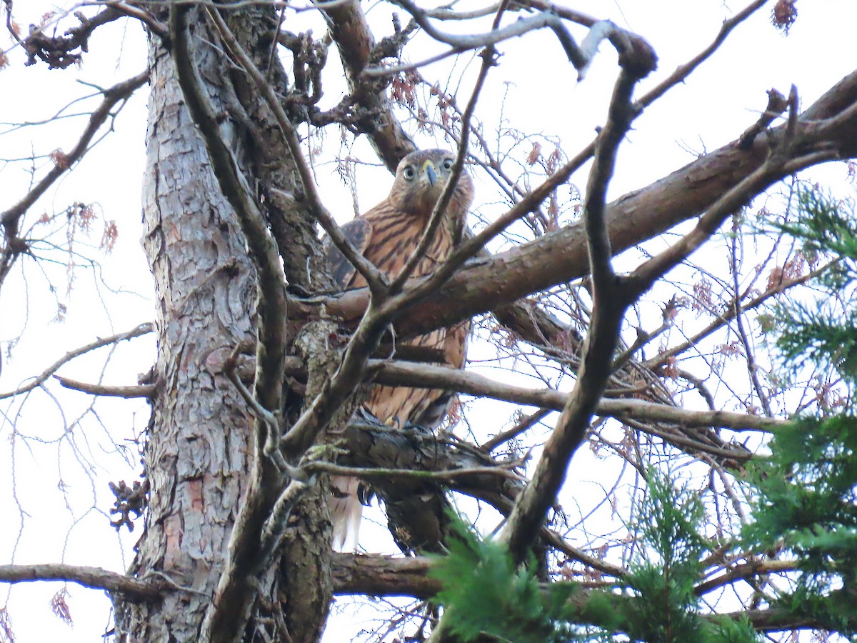 Eurasian Goshawk - ML621766641