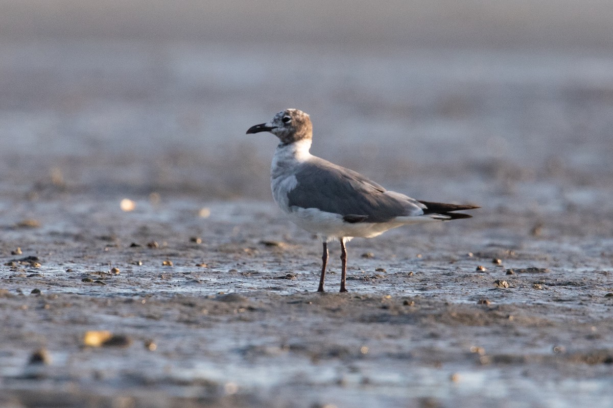 Laughing Gull - Cameron Johnson