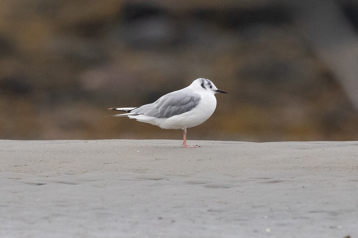 Mouette de Bonaparte - ML621766686