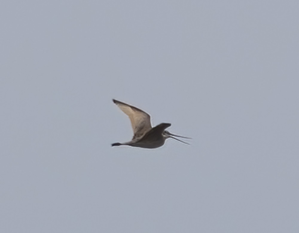 Marbled Godwit - ML621766736