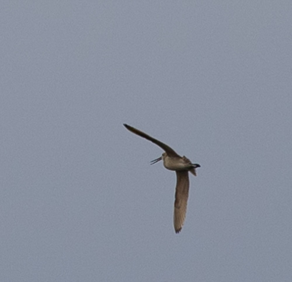 Marbled Godwit - ML621766737