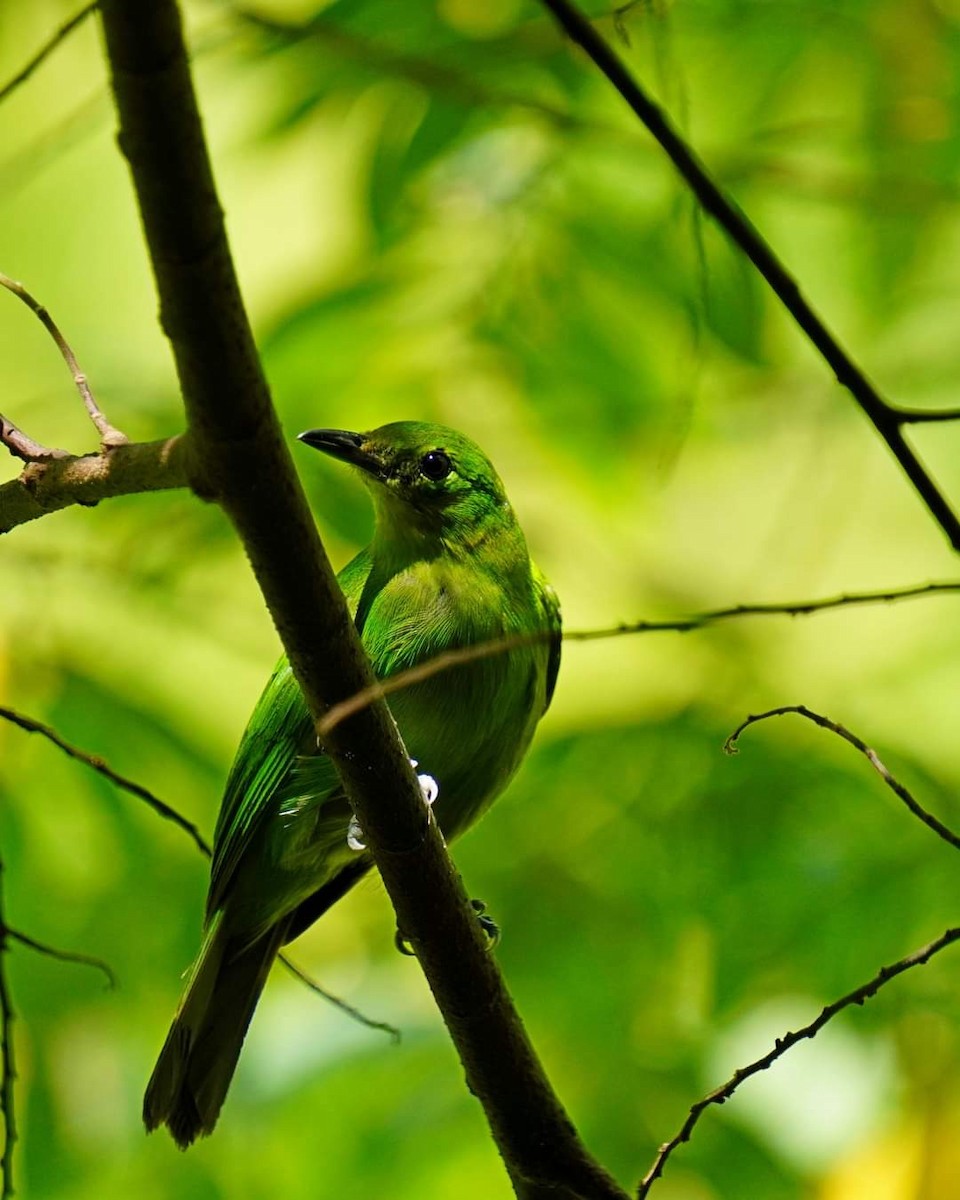 Lesser Green Leafbird - ML621766741