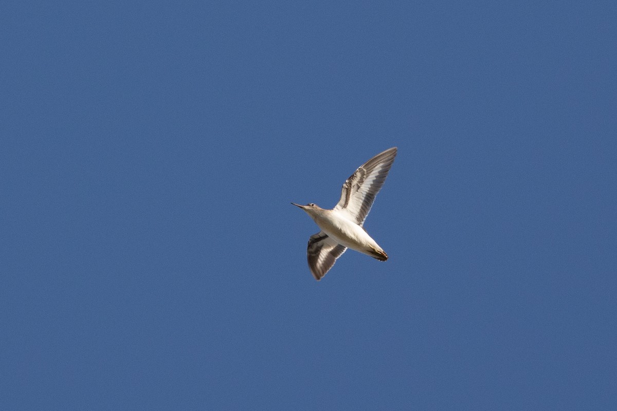 Spotted Sandpiper - ML621766790