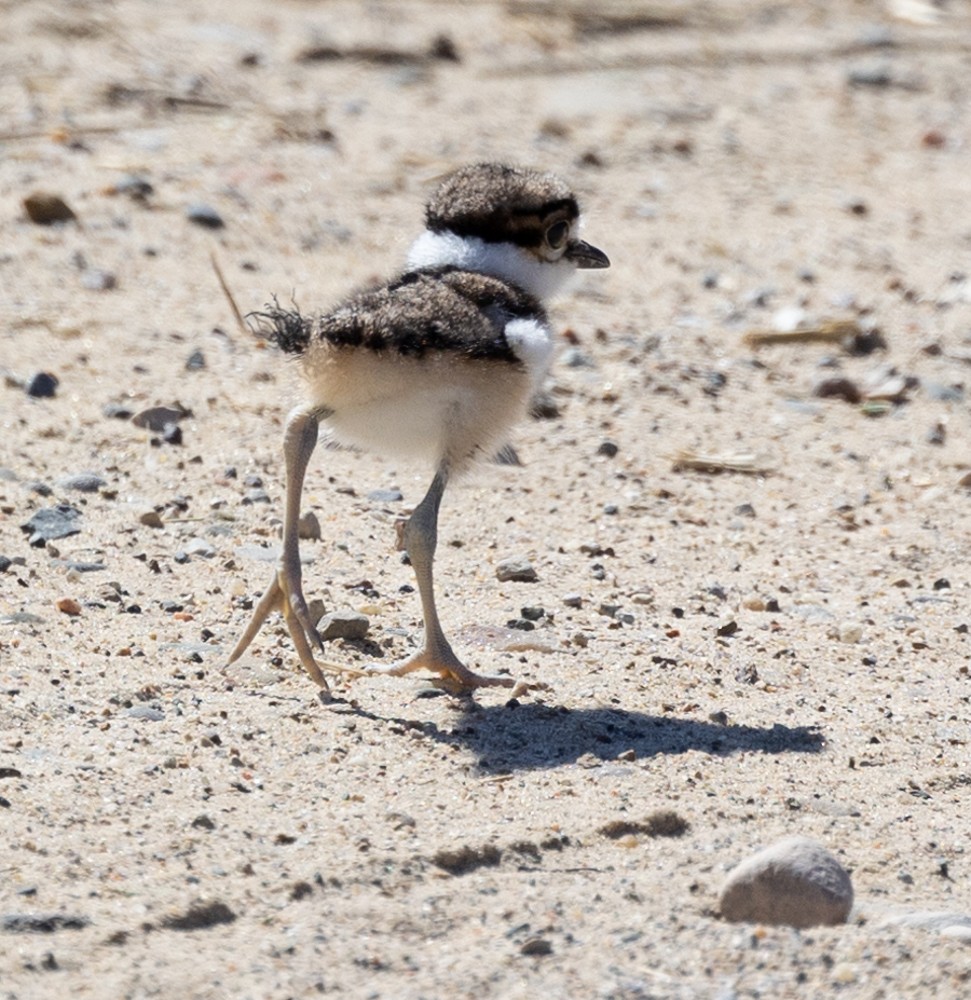 Killdeer - Carl & Judi Manning