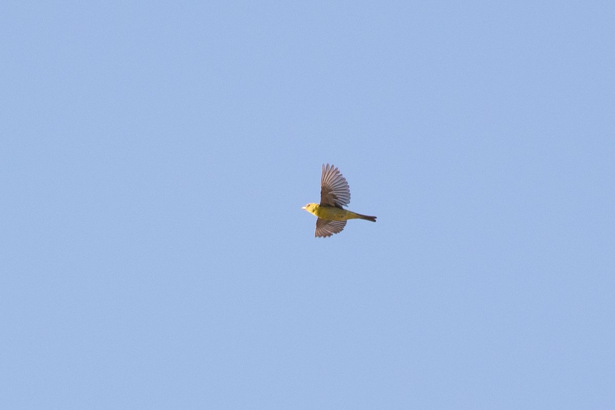 Western Tanager - Caleb Strand