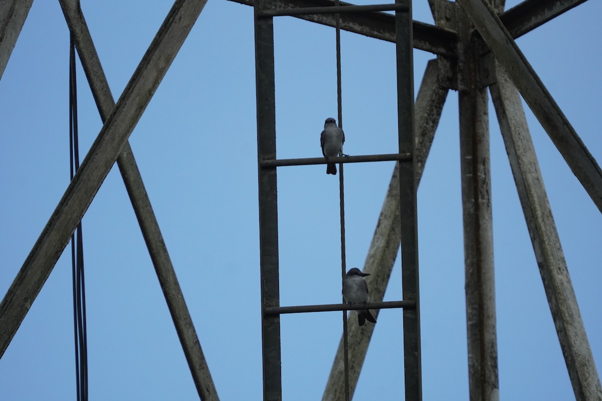 Gray Kingbird - Braydon Leary