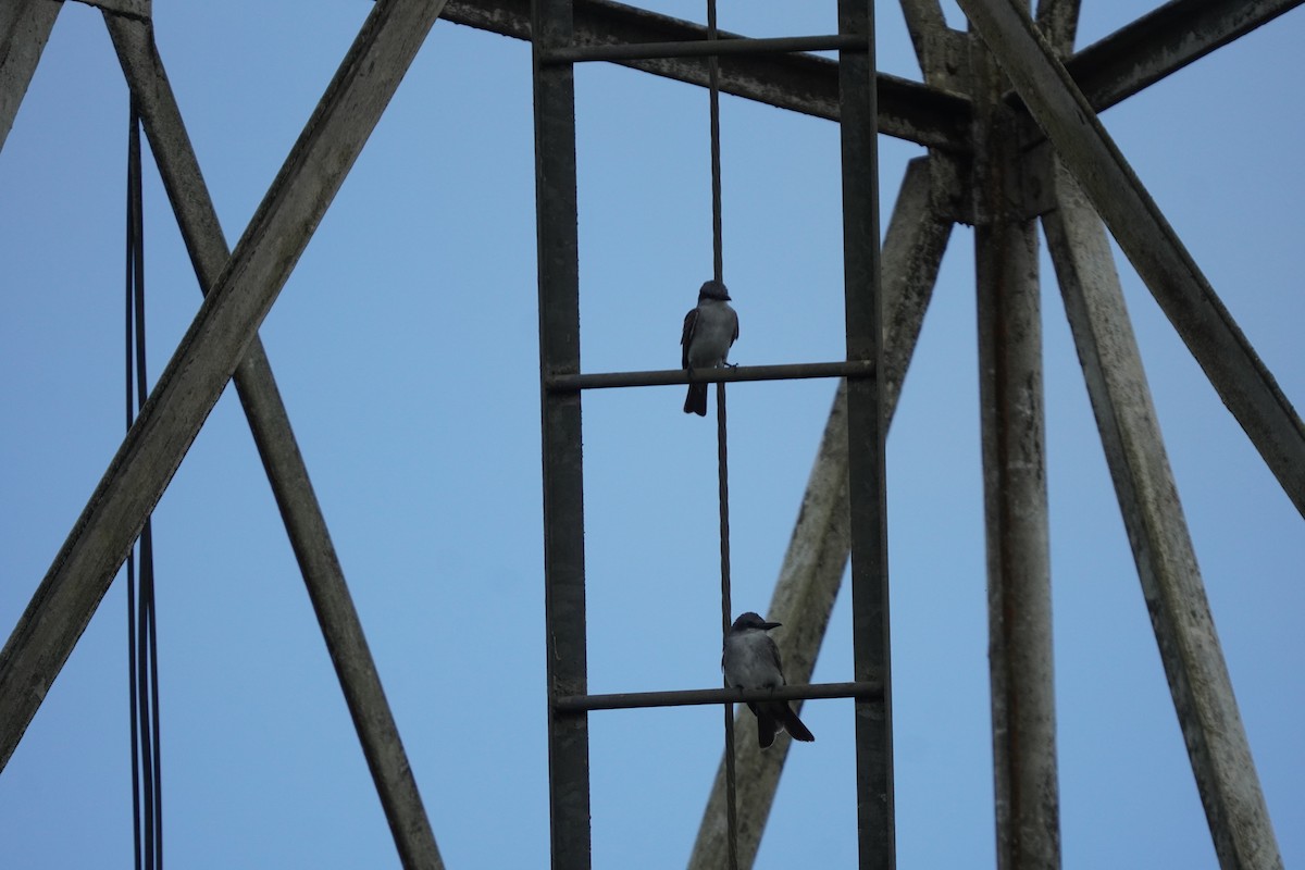 Gray Kingbird - Braydon Leary