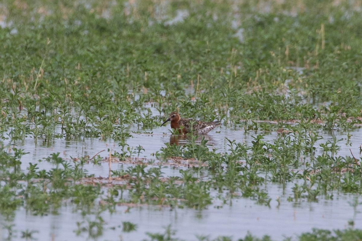 Curlew Sandpiper - ML621766864