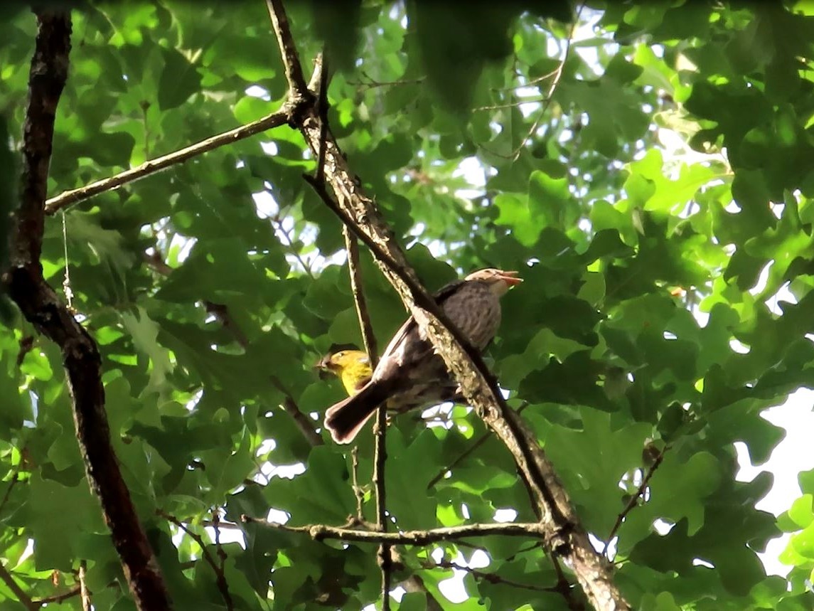 Brown-headed Cowbird - ML621766875