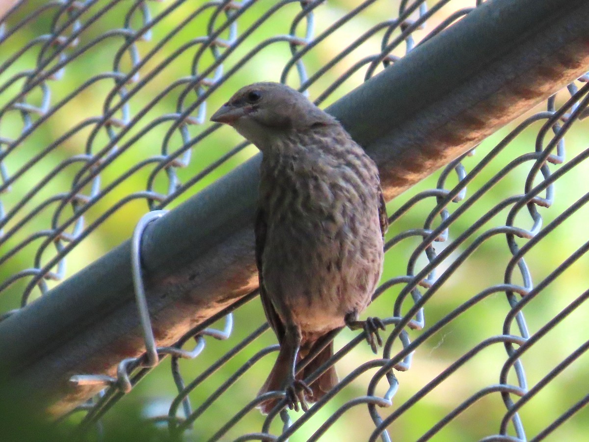 Brown-headed Cowbird - ML621766877