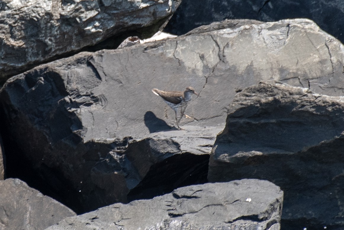 Spotted Sandpiper - ML621766878