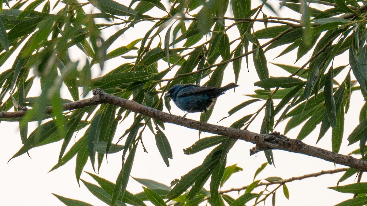 Indigo Bunting - ML621766922