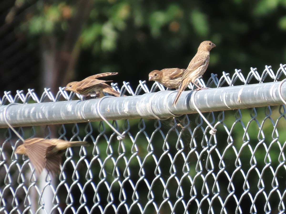 House Finch - ML621766927