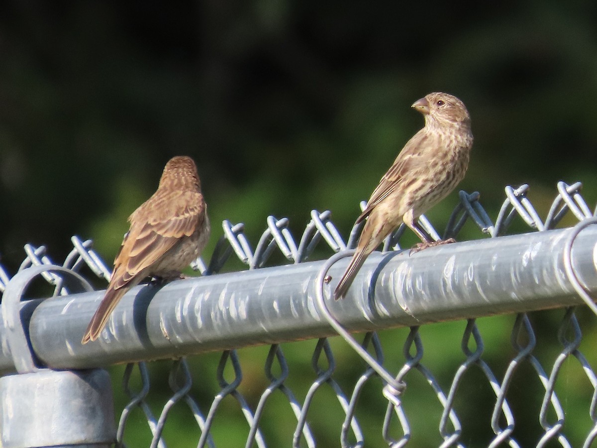 House Finch - ML621766928