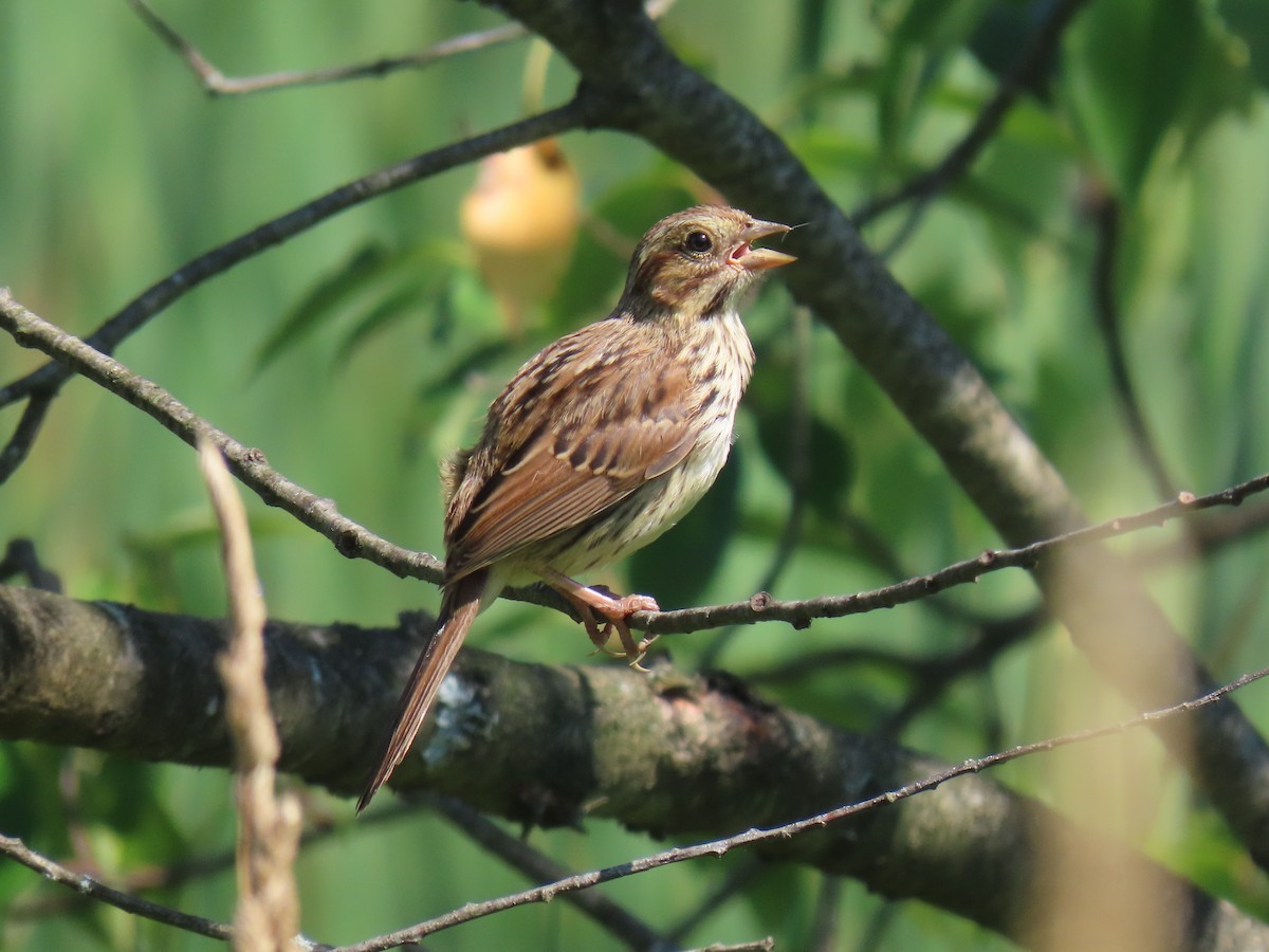 Song Sparrow - Greg Keast