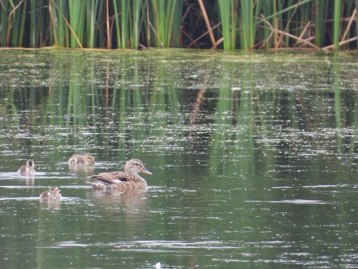 Gadwall - ML621766957