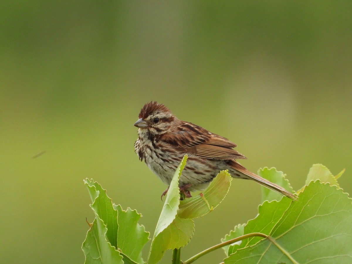 Song Sparrow - ML621766964