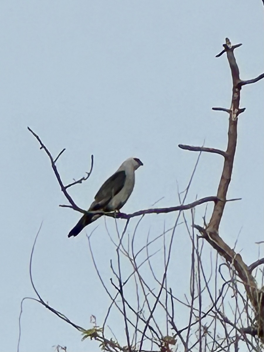 Mississippi Kite - ML621767063