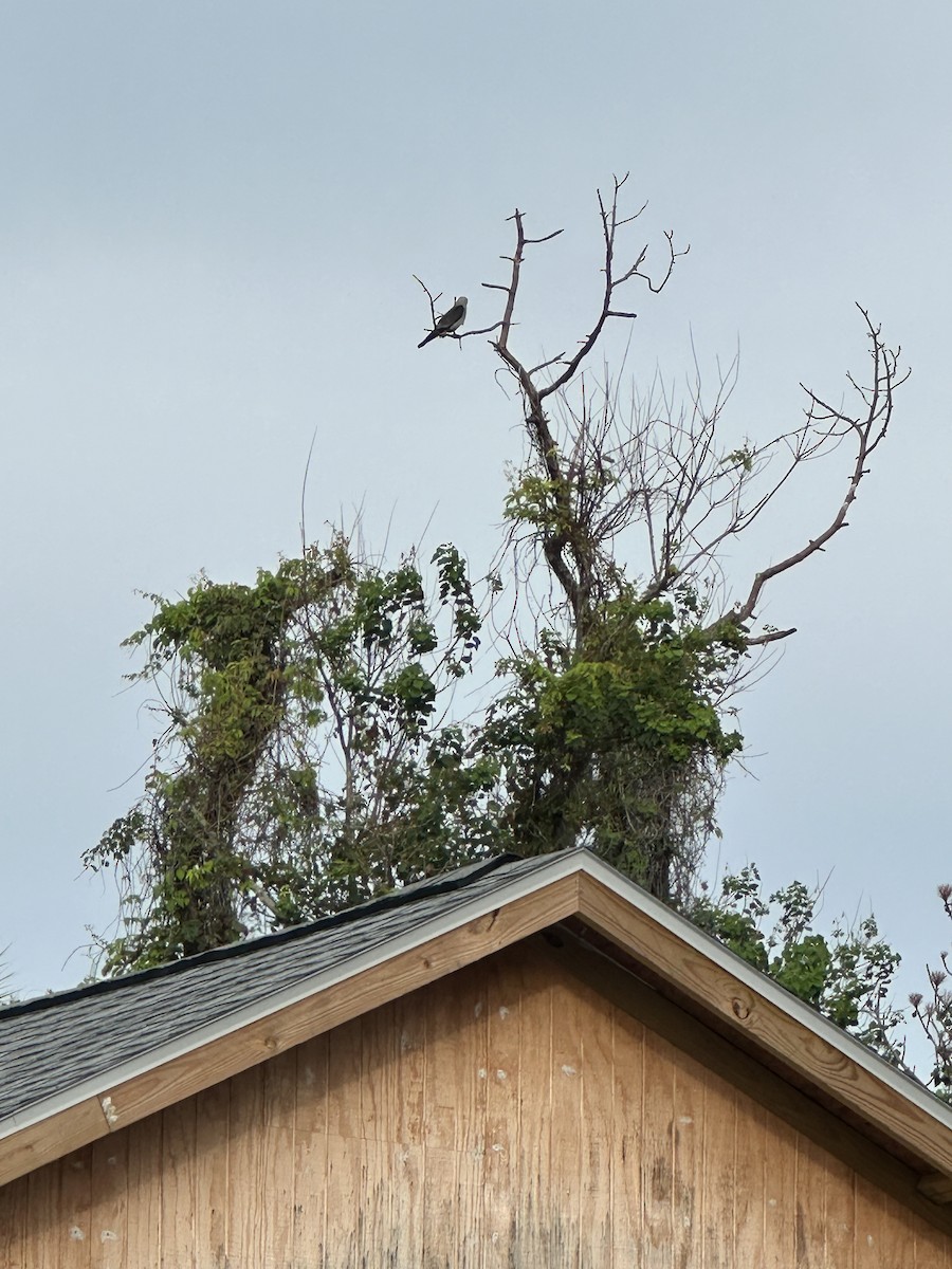 Mississippi Kite - ML621767071