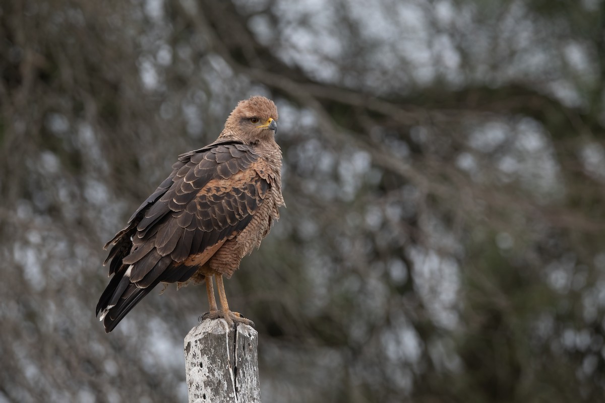 Savannenbussard - ML621767086