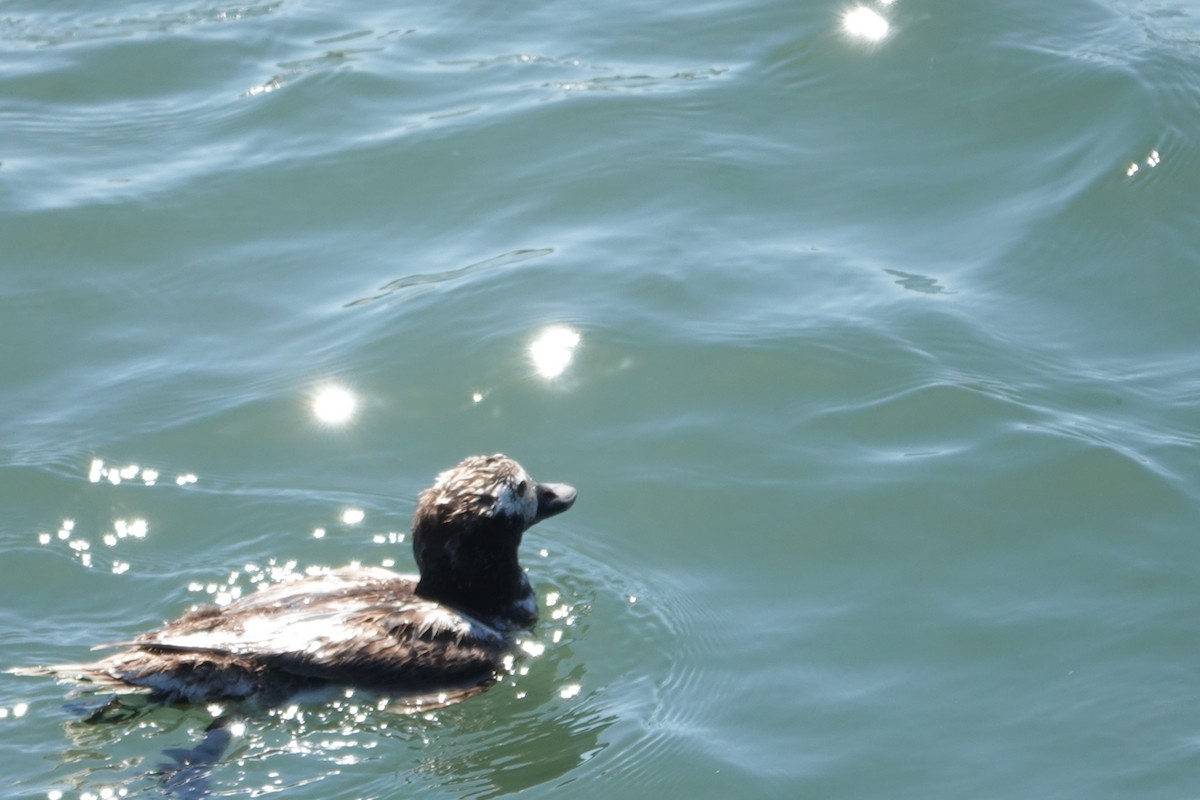 Long-tailed Duck - ML621767128