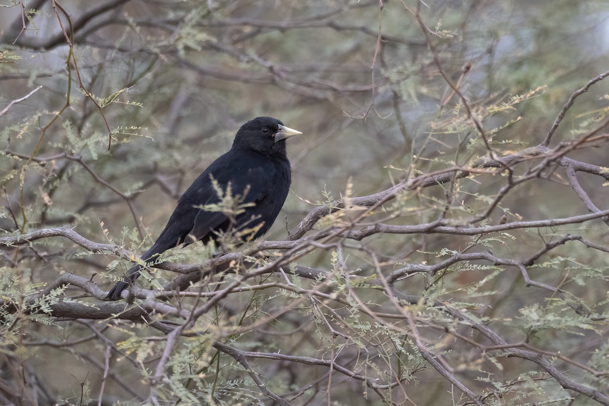 Solitary Black Cacique - ML621767138