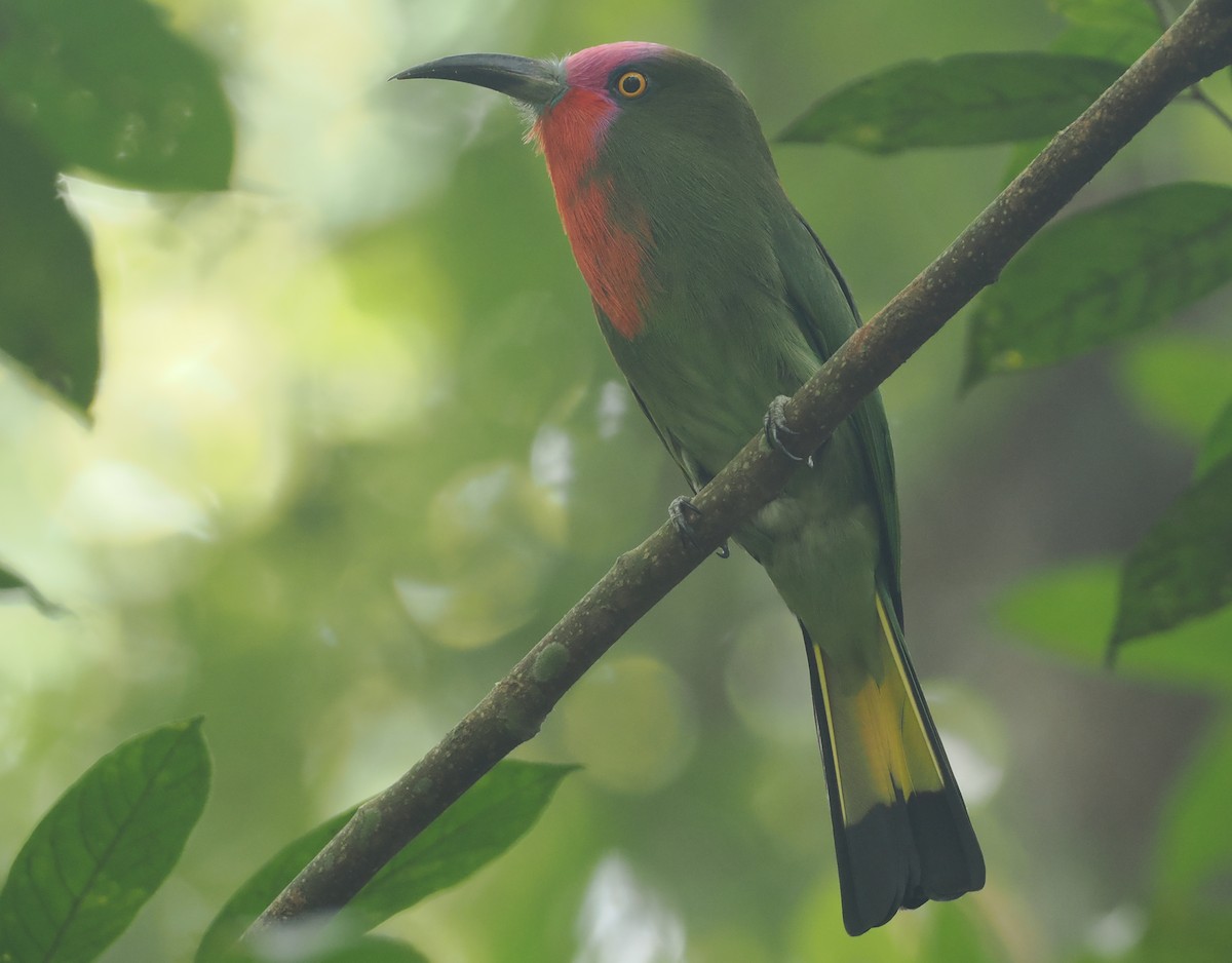 Red-bearded Bee-eater - ML621767259