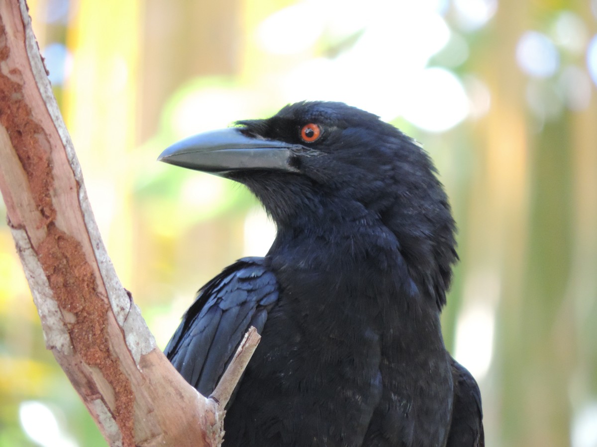 White-necked Crow - ML621767267