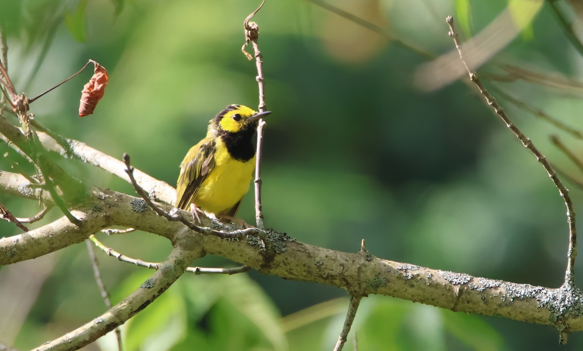 Hooded Warbler - ML621767268