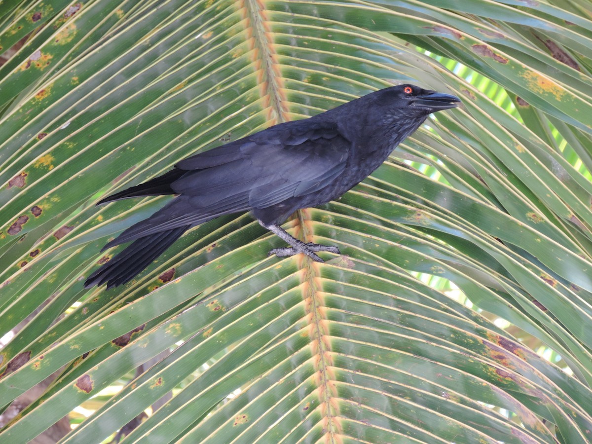 White-necked Crow - ML621767269