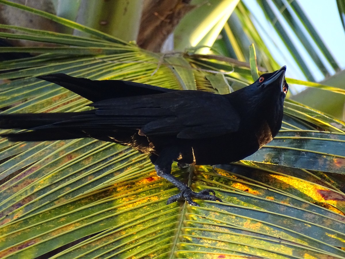 White-necked Crow - ML621767270