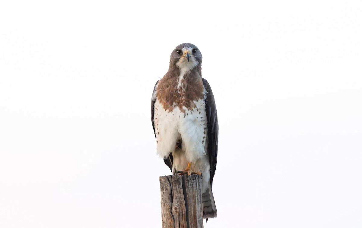 Swainson's Hawk - ML621767290