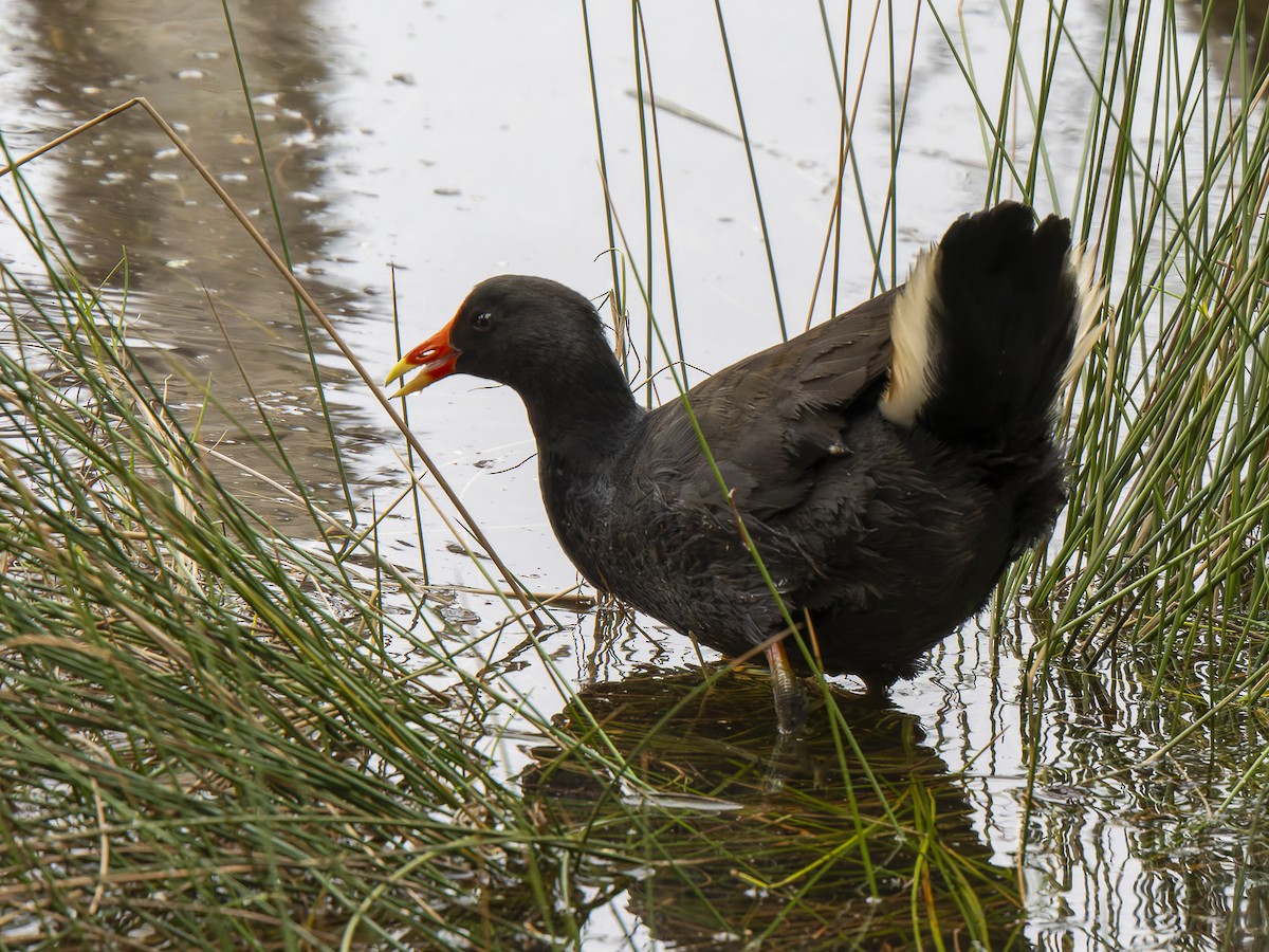 Dusky Moorhen - ML621767319