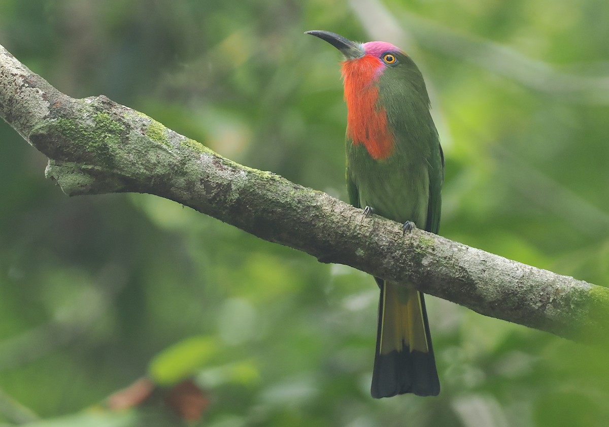 Red-bearded Bee-eater - ML621767373