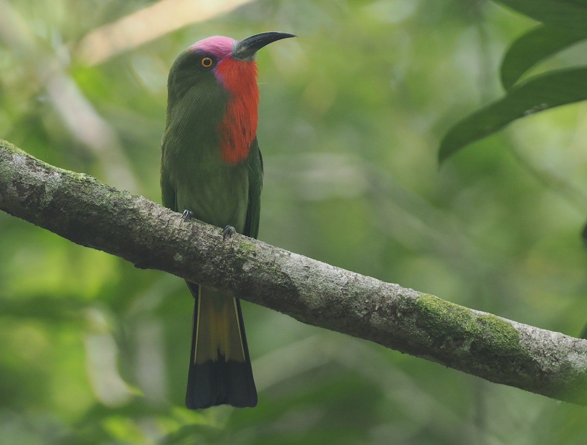 Red-bearded Bee-eater - ML621767405