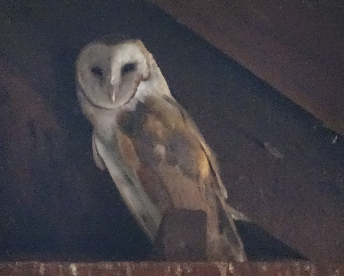 Barn Owl - ML621767434