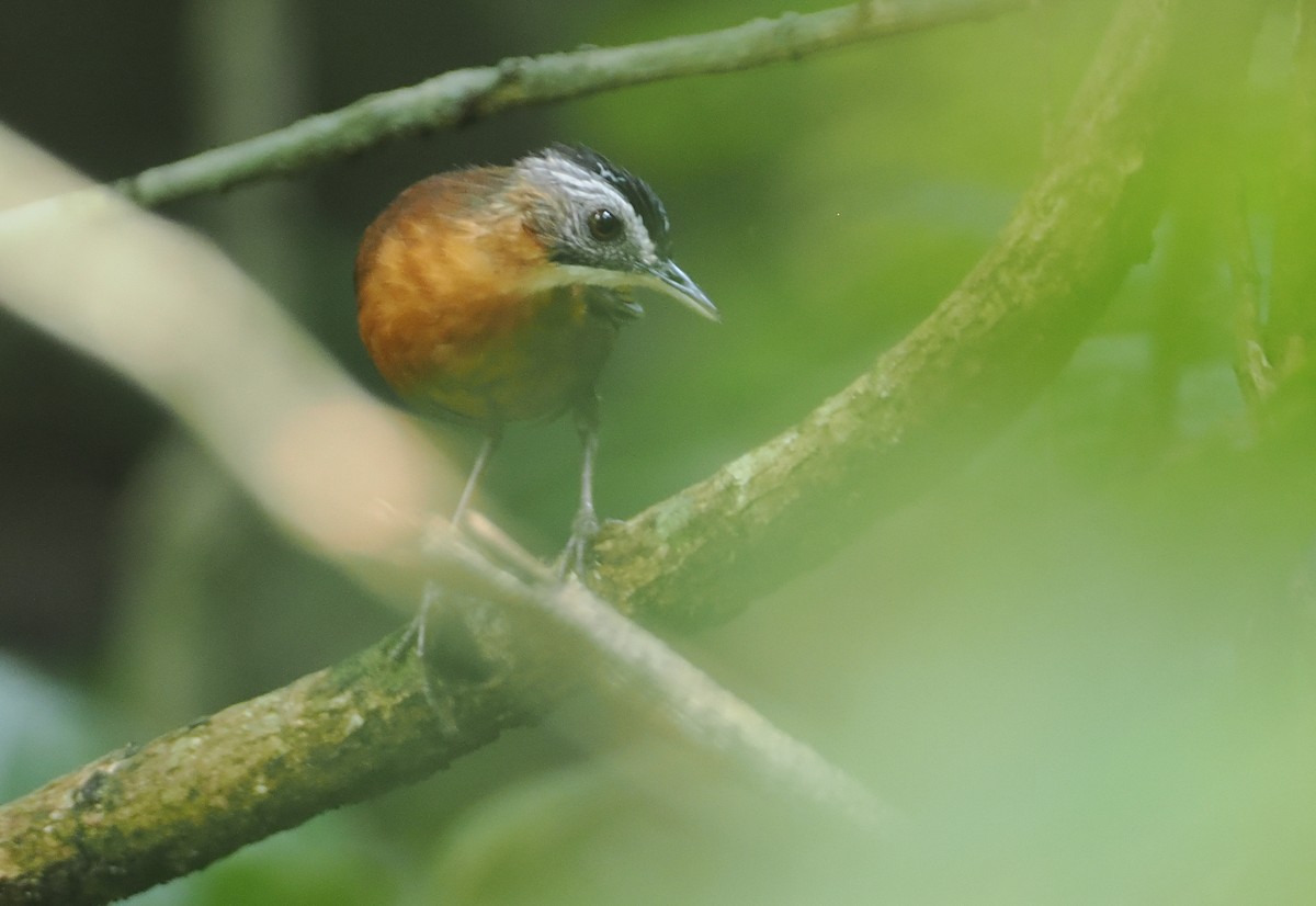 Malayan Black-capped Babbler - ML621767442