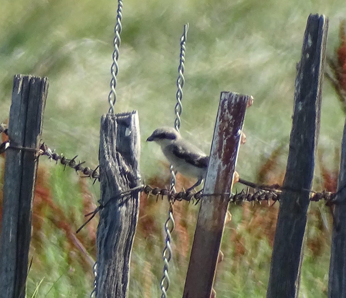 Loggerhead Shrike - Robin Roberts