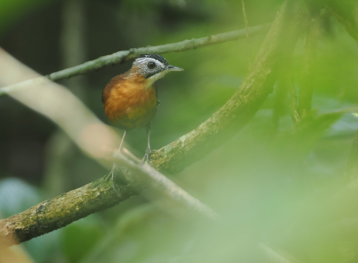 Malayan Black-capped Babbler - ML621767452