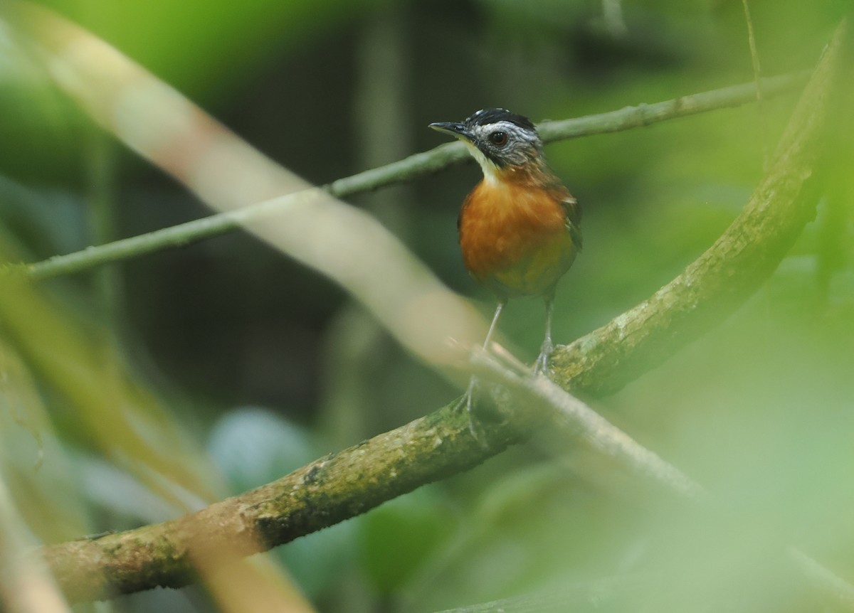 Malayan Black-capped Babbler - ML621767461