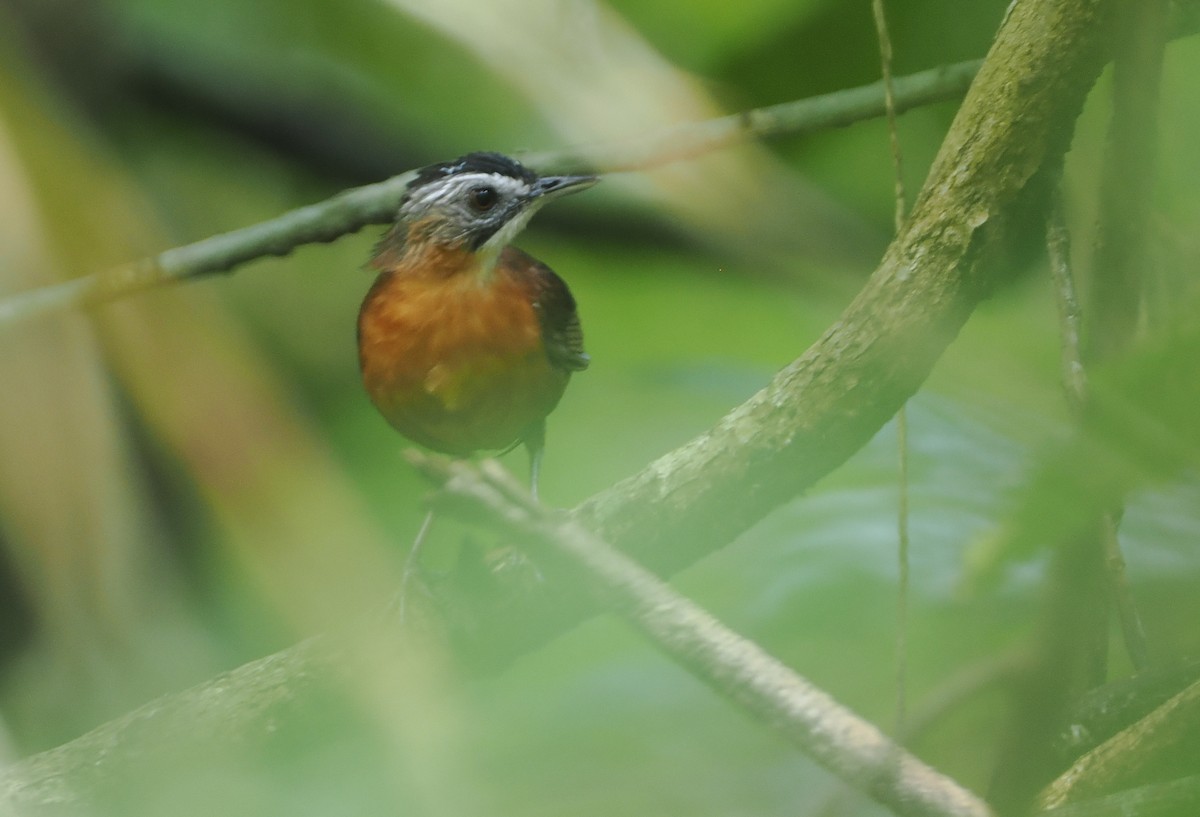 Malayan Black-capped Babbler - ML621767487