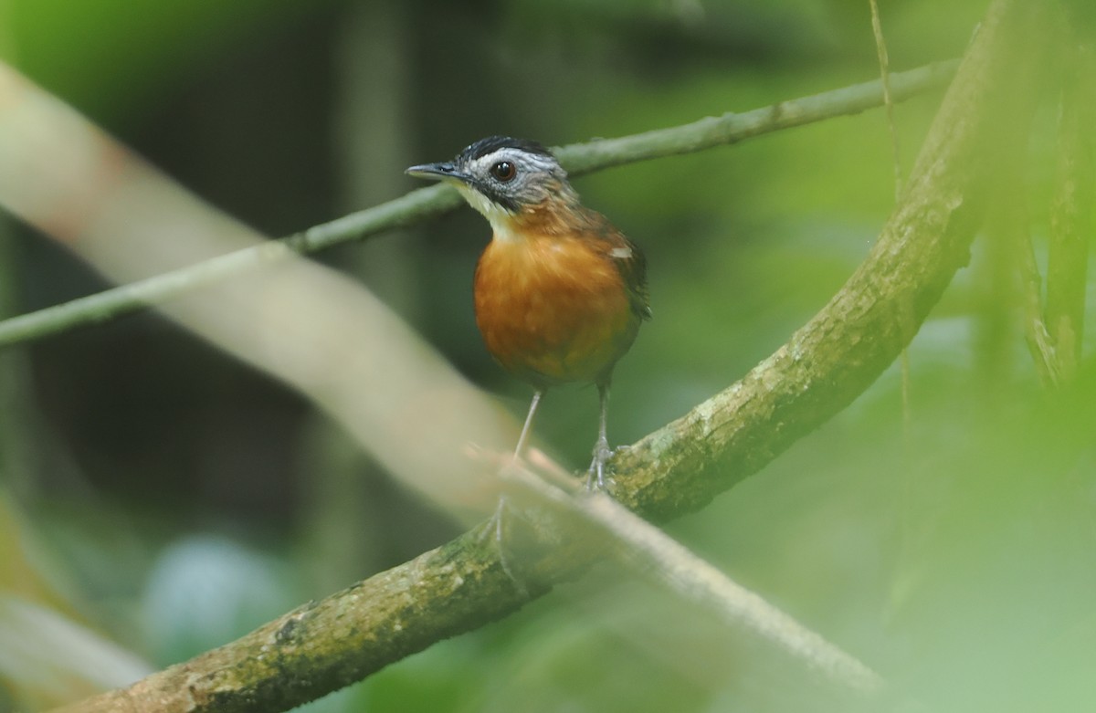 Malayan Black-capped Babbler - ML621767496