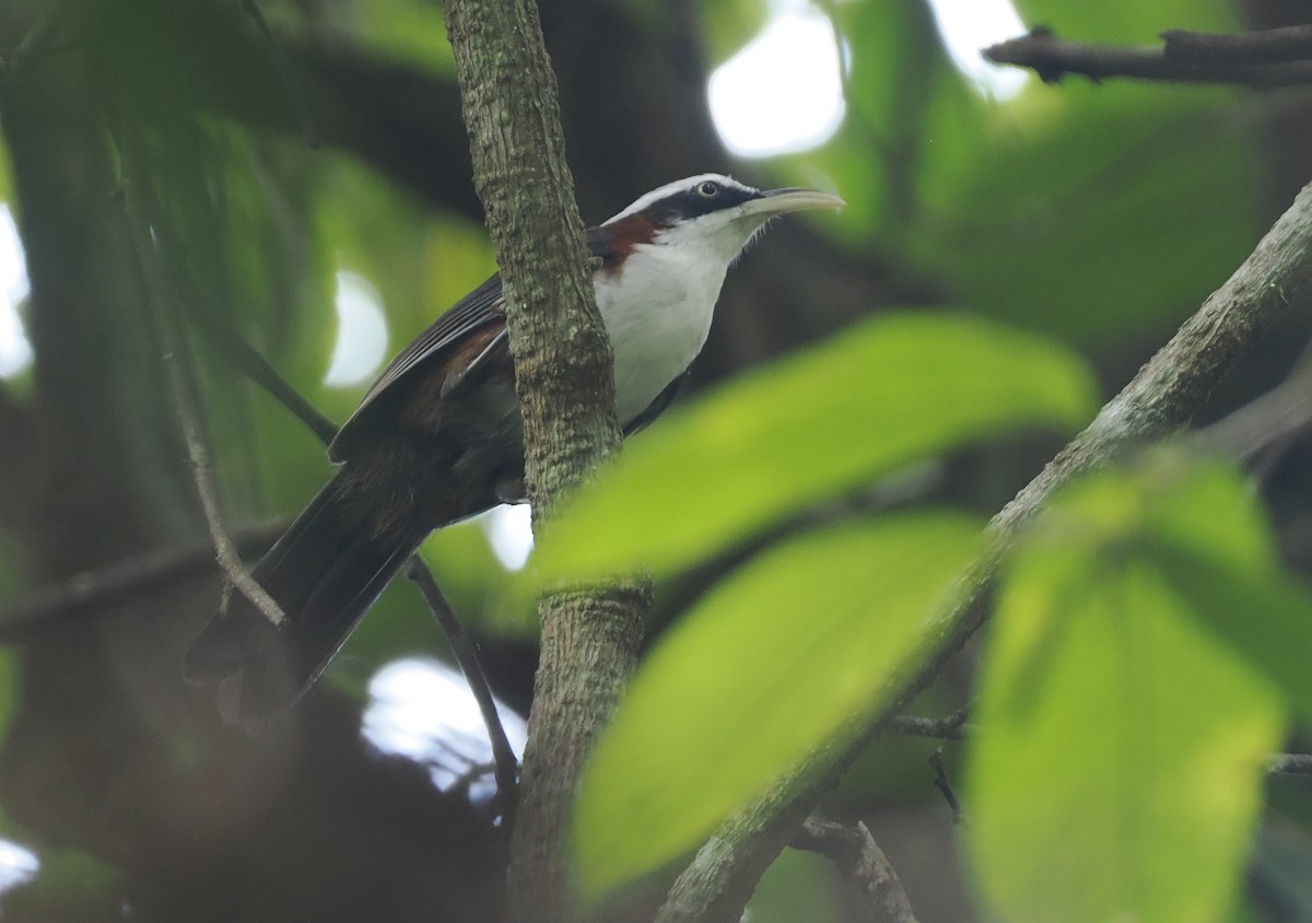 Sunda Scimitar-Babbler - ML621767511